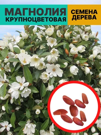 Магнолия крупноцветковая, морозостойкая, декоративное дерево, медонос