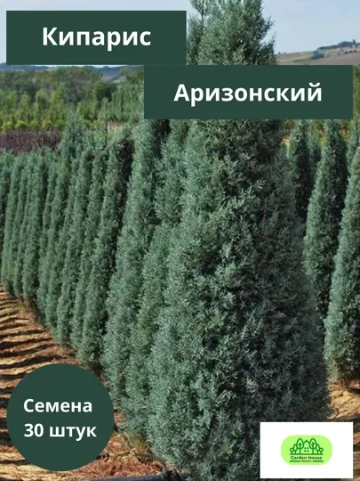 Семена Кипарис аризонский 30 шт (Cupressus arizonica)