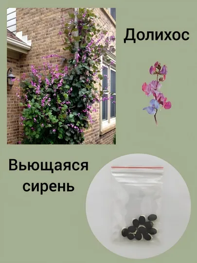 Семена долихос, вьющаяся сирень 10 шт