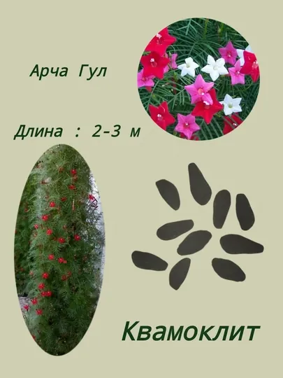 Семена Квамоклит. Арча гул 10 шт