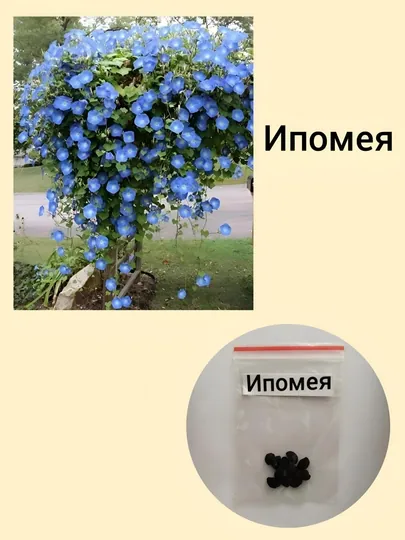 Семена Ипомеи 10 шт