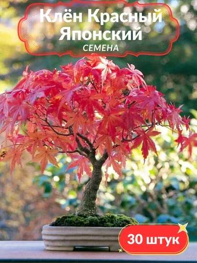 Лесландия Клен красный Японский, Семена, 30 шт, семена декоративных растений