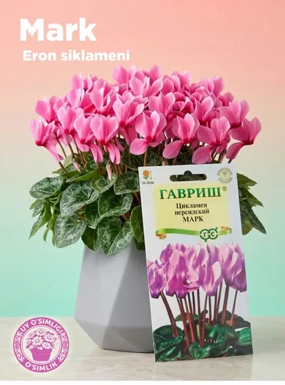 Семена цикламен персидский Марк, 3 шт