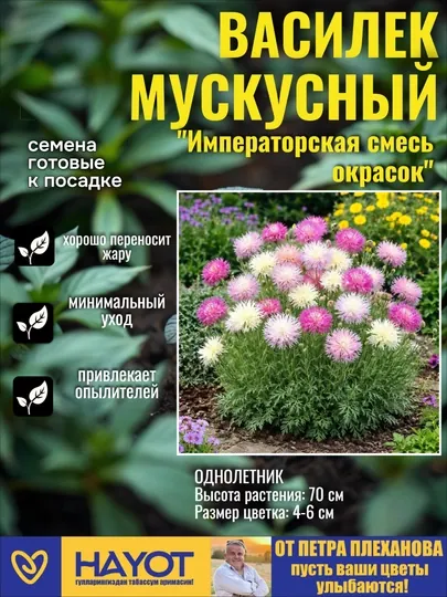 Семена васильков от Петра Плеханова: Полька Дот, Фрости, Императорская, Смесь