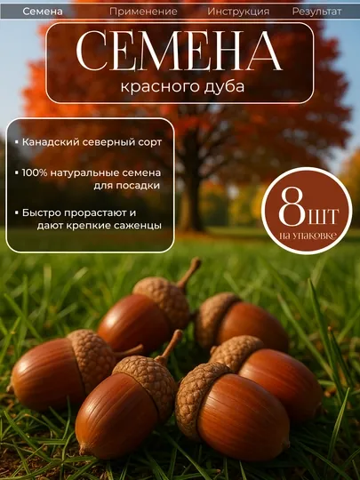 Семена Дуб Сизый (Quercus glauca)