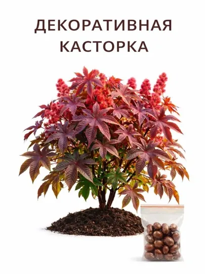 Семена: Гомфрена, Усма, Касторовое масло, Бархатцы, Мальва