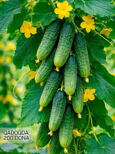 Семена, огурцы, морковь, лук, болгарский, баклажан, кинза, петрушка, кукуруза, цветов