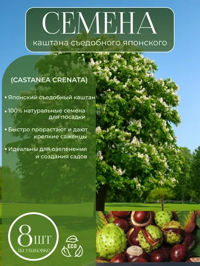 Каштан белый, зимостойкий конский каштан семена 8 штук