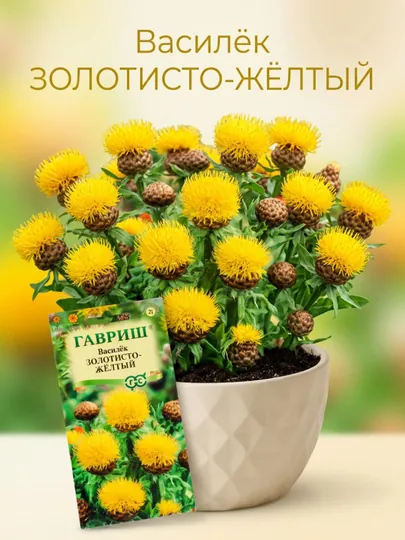 Семена Василек Золотисто-желтый, 0,2г, Гавриш, Цветочная коллекция 001135