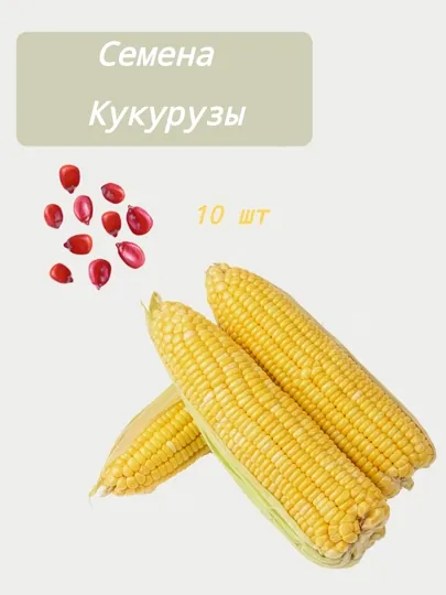 Семена кукурузы 10 шт
