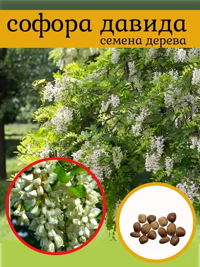 Семена Софора Давида (Sophora davidii), 15 штук