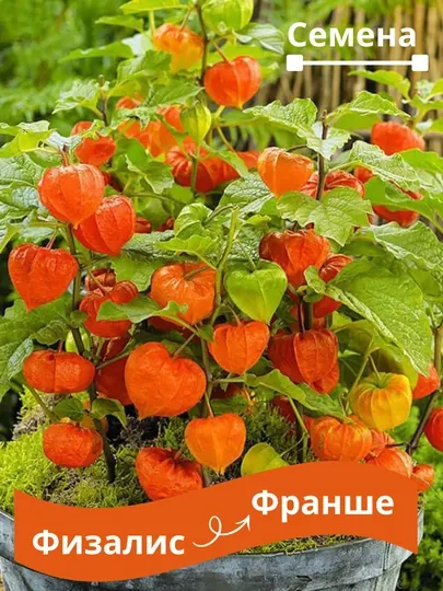 Физалис Франше (Physalis franchetii, alkekengi)