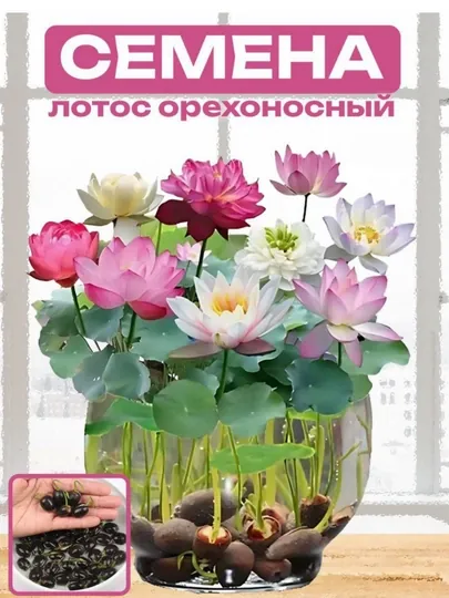 Семена цветка Лотоса Орехоносный, водное растение, 5, 10, 15, 20, 25, 30 шт