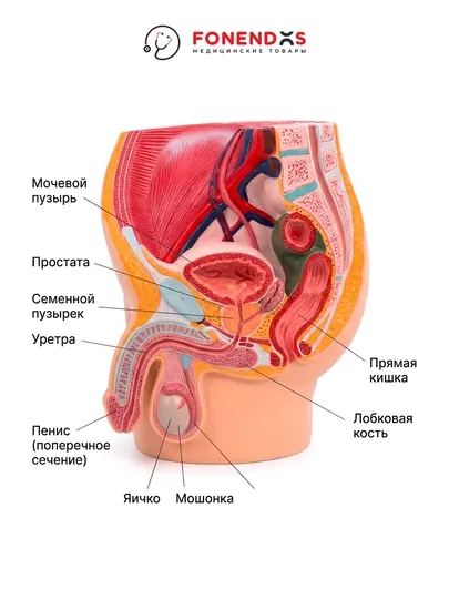 Анатомический муляж мужской мочеполовой системы