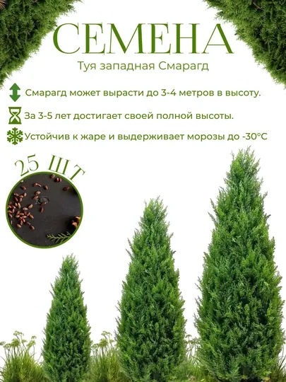 Туя смарагд западная семена около 25 шт  Ёлки Иголки