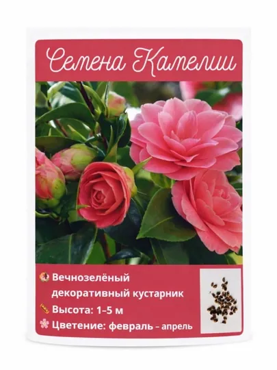 Камелия Японская, семена