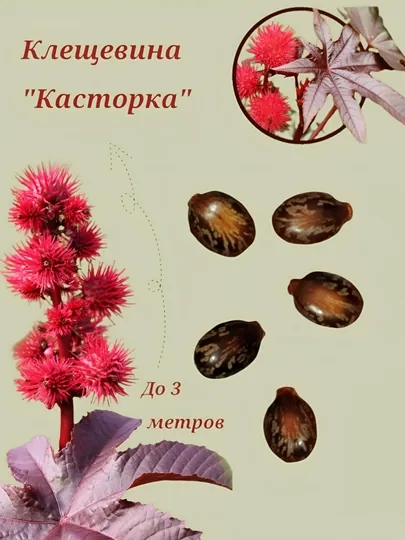Семена клещевины (касторка). Декоративный цветок