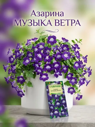Семена Азарина лазающая Музыка ветра, 4 шт