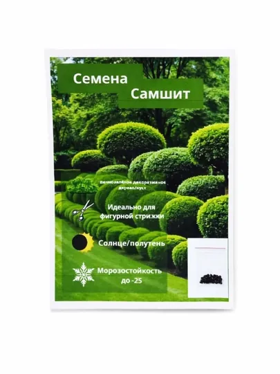 Семена самшита — вечнозелёное декоративное растение