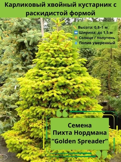 Пихта нордмана голден спредер семена 30 шт