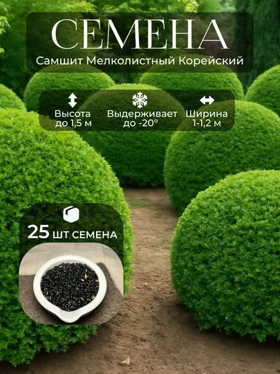 Семена Самшит мелколистный корейский