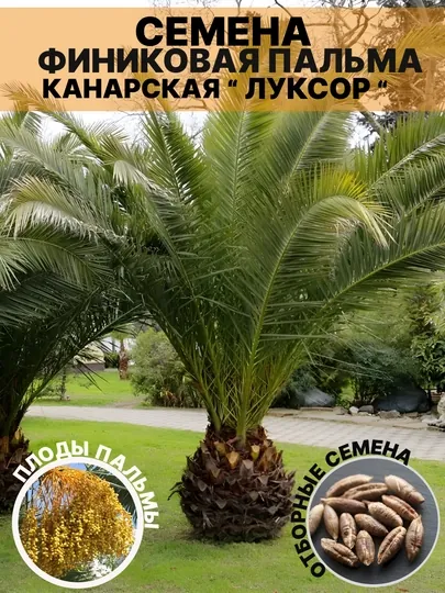 Семена финиковая пальма, канарская «Луксор», 3 шт