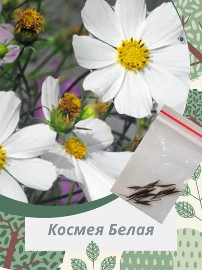 Семена Цветка КОСМЕЯ разные цвета, 10, 20, 30 штук