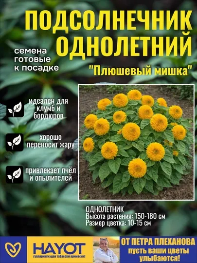 Семена подсолнечника декоративного от Петра Плеханова: Везувио, Мэджик F1, Мишка, Солнце