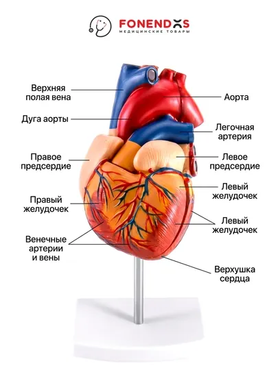 Анатомическая модель сердца