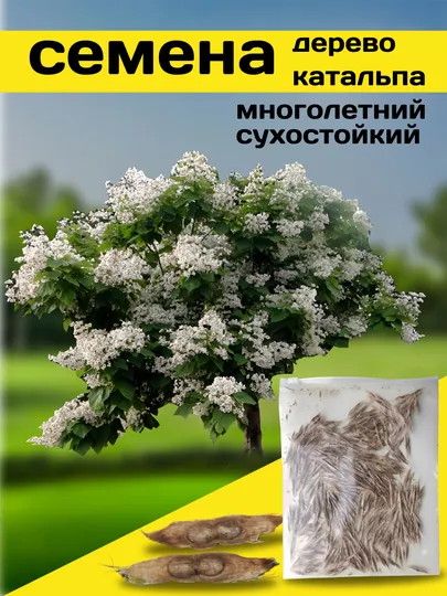 Семена дерева катальпа, растения