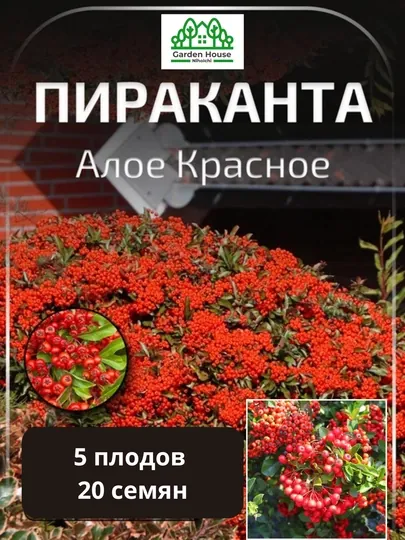 Семена Пираканта шарлаховая красная (Pyracantha coccinea), 20 штук