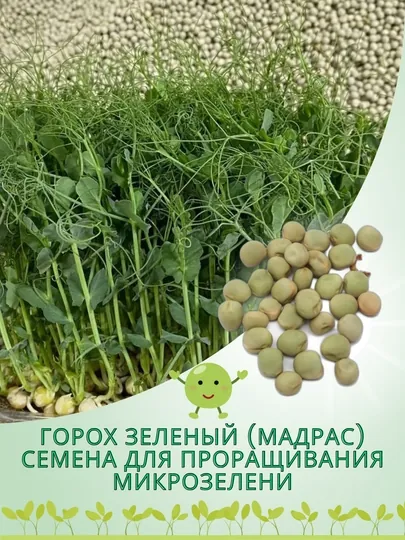 Семена гороха зеленого Мадрас, для проращивания микрозелени
