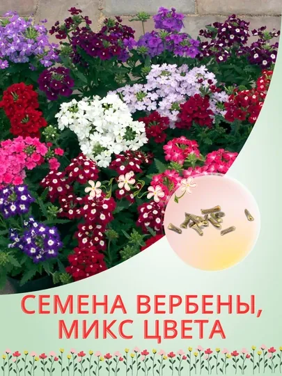 Семена Вербены