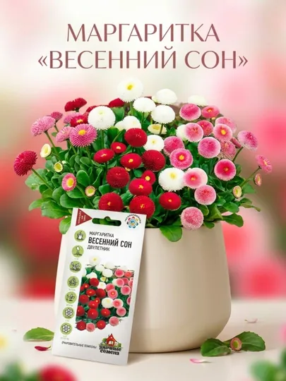 Семена Маргаритка весенний сон Удачные семена, смесь, 0.02 г, 10002866