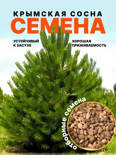 Сосна Крымская Фиолент, семена растения 6 штук
