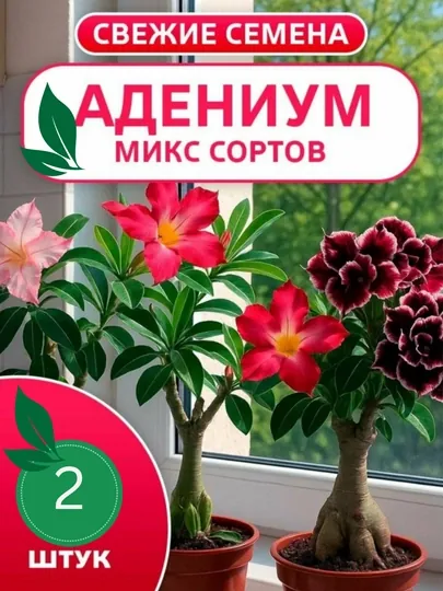 Семена Комнатного цветка Адениума, микс сортов, 2 шт