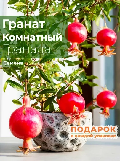 Гранат комнатный, Семена, 20 шт, цветок семена комнатных растений
