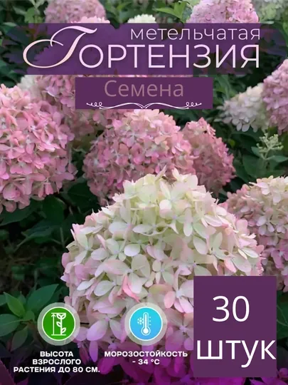 Гортензия метельчатая