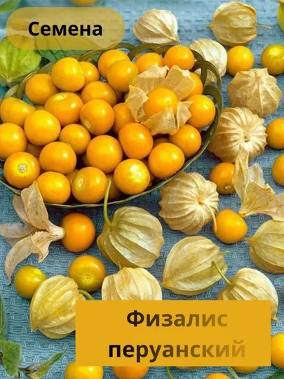 Семена Физалис перуанский – сладкий пушистый гигант