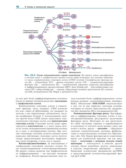 Физиология человека с основами патофизиологии – Том 2 — MED1234-FIZTOM2