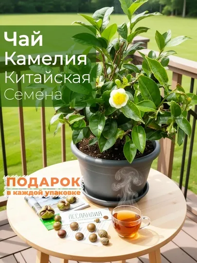 Чай Камелия Китайская, семена, 20 шт, семена экзотических растений