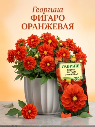 Семена Георгина Фигаро оранжевая, 7 шт, 1071860790