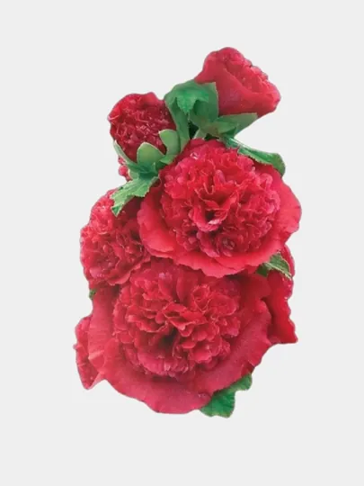 Цветок Шток роза, Мальва алая, 10 шт
