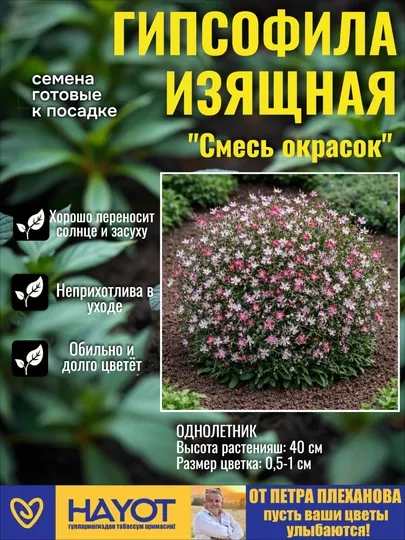 Семена гипсофилы изящной однолетняя: Белая и Цветной микс от Петра Плеханова