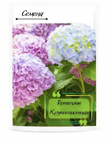 Горте́нзия крупноли́стная
