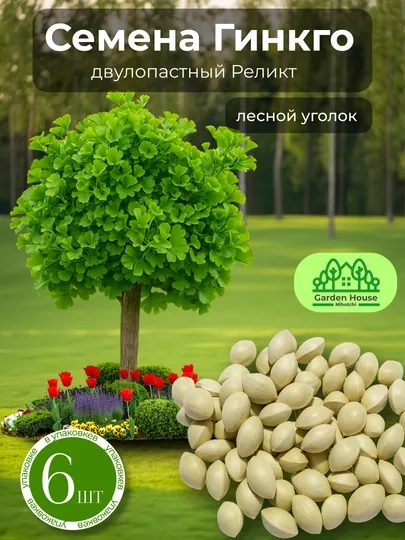 Семена Гинкго двулопастный реликт, 6 шт, лесной уголок