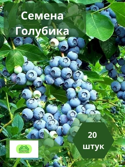 Семена голубики высокорослая, лесное сокровище, 20 шт