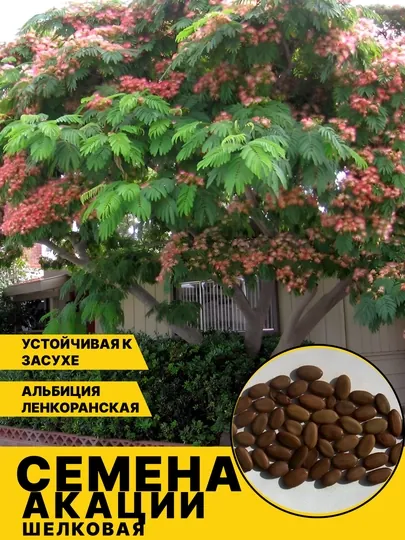 Семена дерева акации, шелковое растение, цветок розового цвета, 20 штук