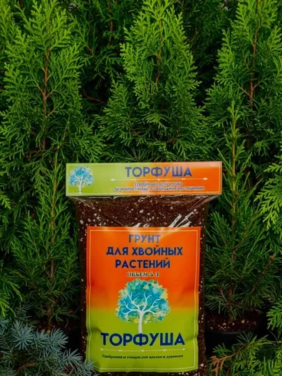 Грунт для хвойных растений