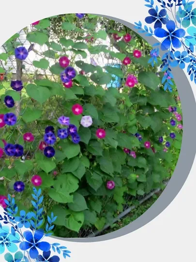Семена цветка ипомея, для вертикального выращивания